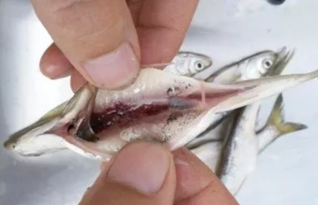 先除去鱼鳞片,然后用刀剖开腹部,去除内脏,洗净血污和腹内膜(黑膜)