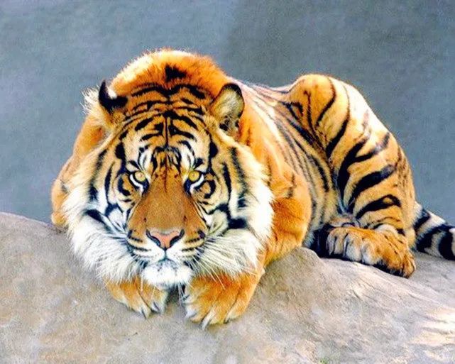 元月17日星期一十二月十五吉利的属相有哪些 腾讯新闻