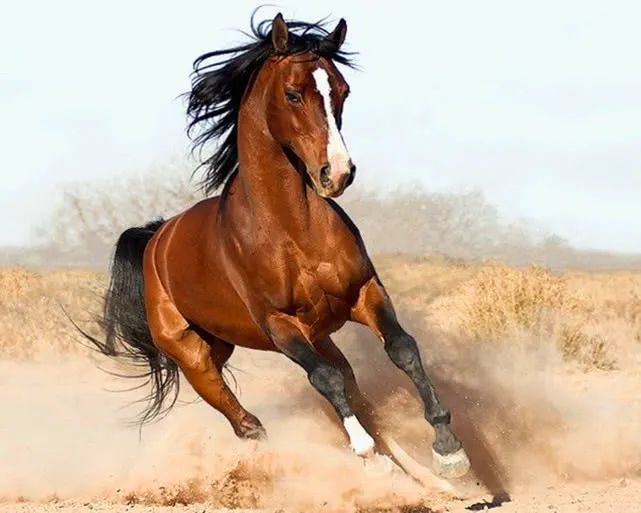 午火与日支,年支丑土相害,易有矛盾损害,故属相为午马的宜以逸待劳