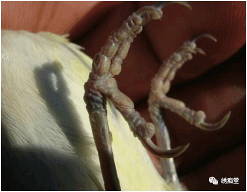 鸟类各种脚伤的处理方法