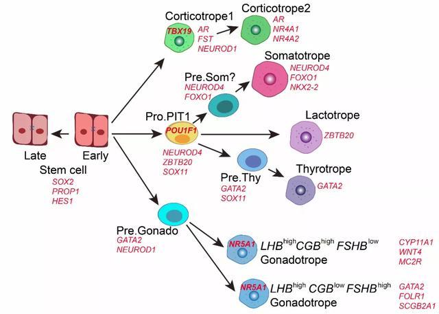 nc北大文路乔杰合作绘制人类垂体发育单细胞转录组图谱
