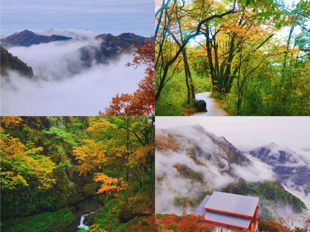 赏枫一定要来这 汉中龙头山景区 红叶漫天 云雾缭绕 犹如仙境 腾讯新闻