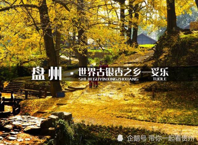 世界古银杏之乡这个秋天的美好约定