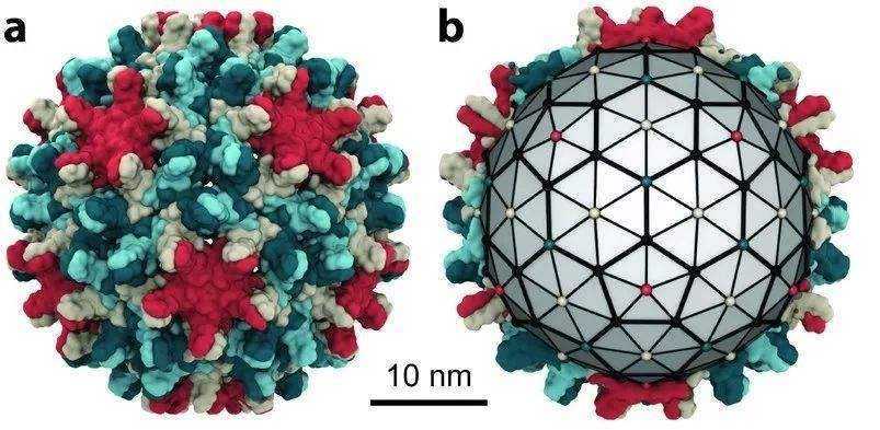 乙肝|乙肝在研新药Cas9，法国科学家研发，靶向基因组永久性变化