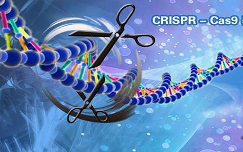 乙肝|乙肝在研新药Cas9，法国科学家研发，靶向基因组永久性变化