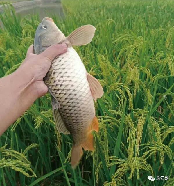 稻香鱼肥正当时67马龙区张安屯邀您稻此一游