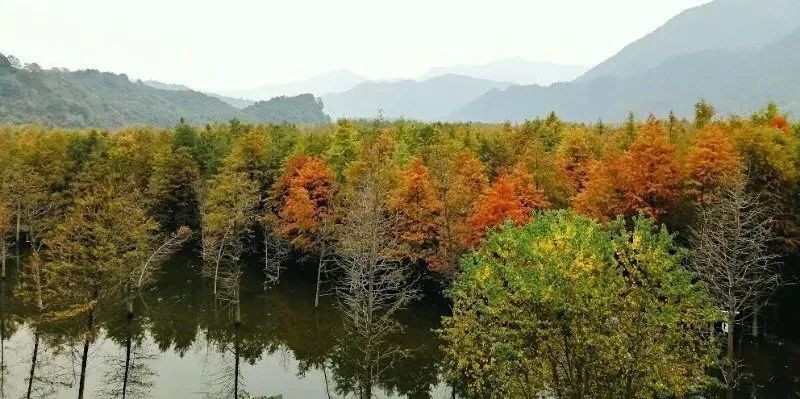 皖南川藏線丨紅杉林第一波紅葉觀賞指數發佈週末出發剛剛好