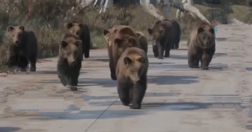 上海野生动物园熊伤人只剩骨头 事发原因流出 太可惜了 腾讯新闻