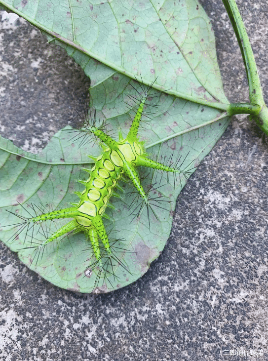 大家来看看这只虫子,身子像毛毛虫一样绿色的,但是却有非常多的触角