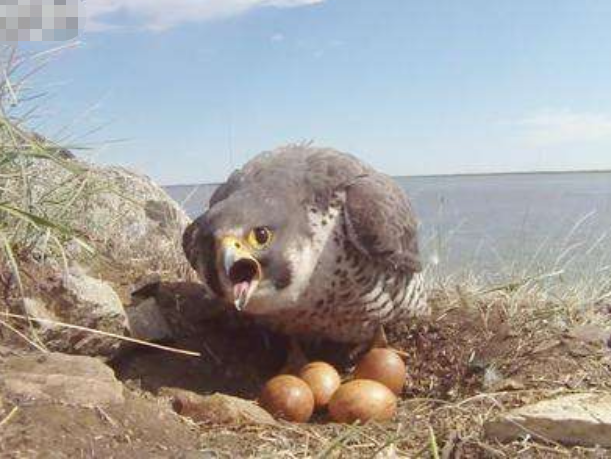 老鹰正在孵蛋,一只黄鼠狼登门拜访,下一秒大家忍住别笑!_腾讯新闻