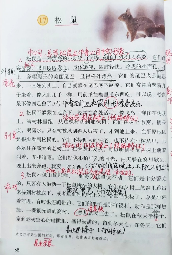 五年级语文上册第十七课松鼠课文笔记预习和复习专用