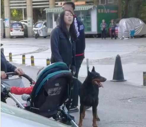 烈性犬|北京一女子遛巨型烈性犬不拴绳吓到大妈，女主人疯狂叫嚣：吓死你