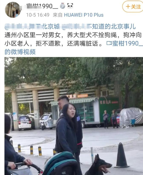 烈性犬|北京一女子遛巨型烈性犬不拴绳吓到大妈，女主人疯狂叫嚣：吓死你