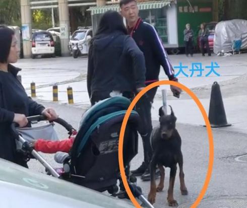 烈性犬|北京一女子遛巨型烈性犬不拴绳吓到大妈，女主人疯狂叫嚣：吓死你