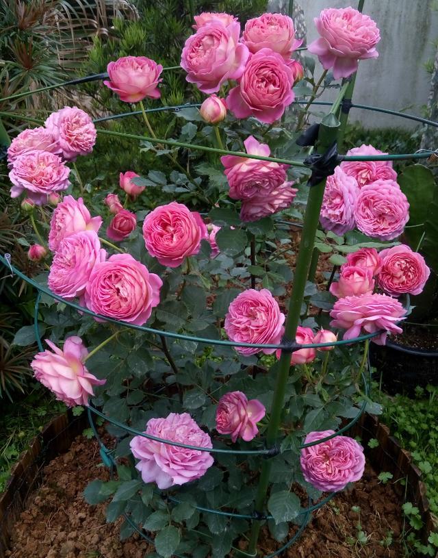 银禧庆典近乎完美的月季花朵又美又香月月花开盆栽也可以