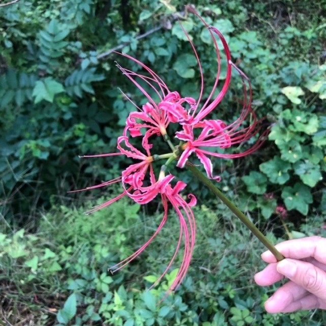 大山里一种看不见叶子的花 很神秘 但有小毒 慎采 彼岸花 花叶 叶子