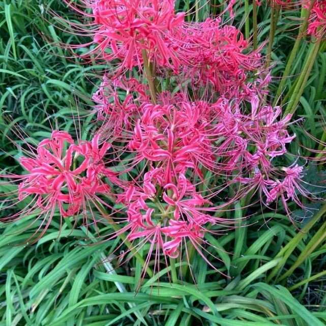 大山里一种看不见叶子的花 很神秘 但有小毒 慎采 彼岸花 花叶 叶子