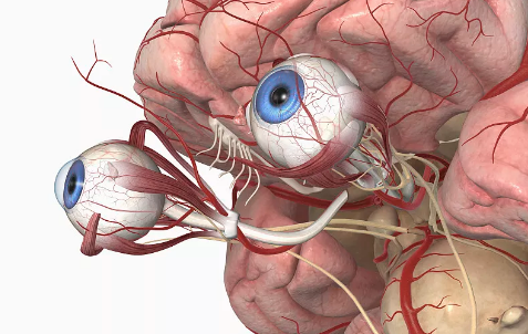 益视疏肝汤解说:视神经萎缩拒绝传统治疗"老三样"