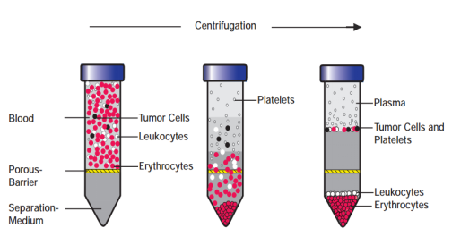 细胞离心图片
