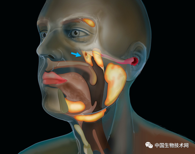 鼻咽|意外发现！鼻咽中一个被忽略几个世纪的“神秘组织”