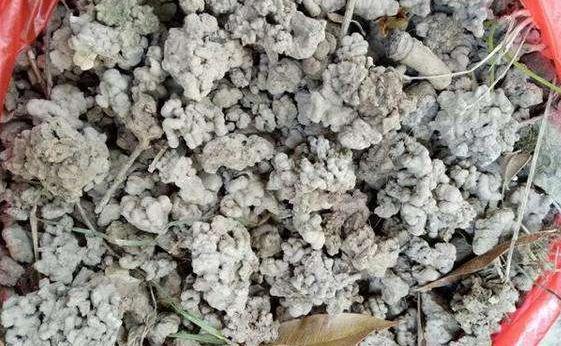 蚯蚓粪养花,操作简单!适合新手随便用,不需担心肥害问题!