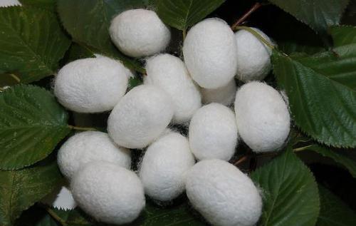 蚕丝硬盘|中国团队发明蚕丝硬盘，一个蚕茧就可以存1-3TB