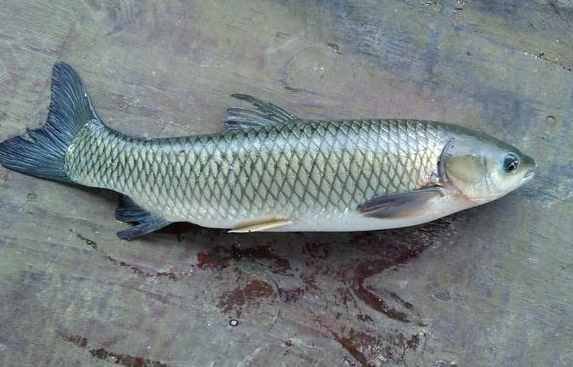 北京市市场监督管理局|北京这两家餐饮公司摊上事儿了，鸡蛋、草鱼都查出大问题，闹心！