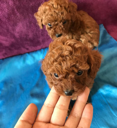 买泰迪犬 一定要避开这4个 缺陷 因为不纯 腾讯新闻