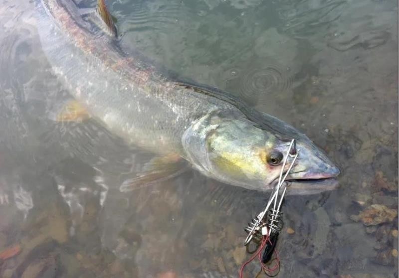 如何路亚有着水中老虎之称的鳡鱼掌握这六点轻松钓大鳡鱼