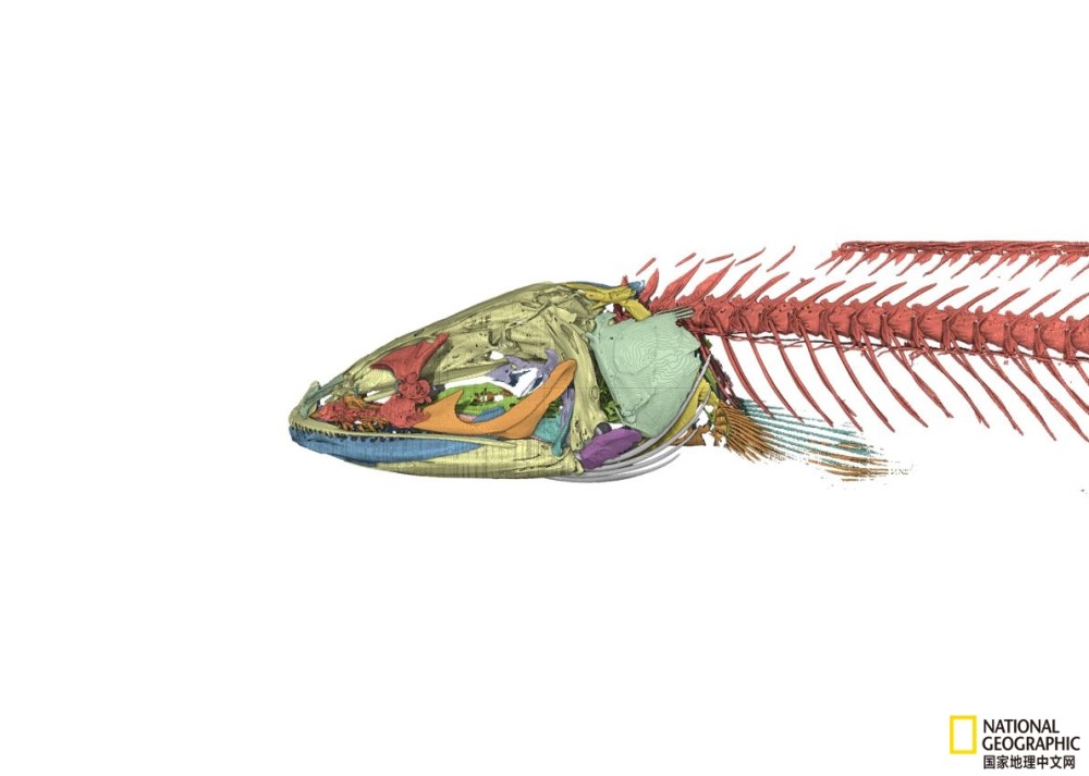 印度|科学家在印度发现怪异的地下鱼类，得名于《指环王》中的角色
