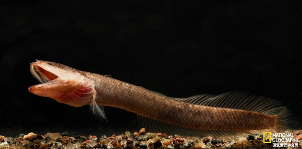 印度|科学家在印度发现怪异的地下鱼类，得名于《指环王》中的角色