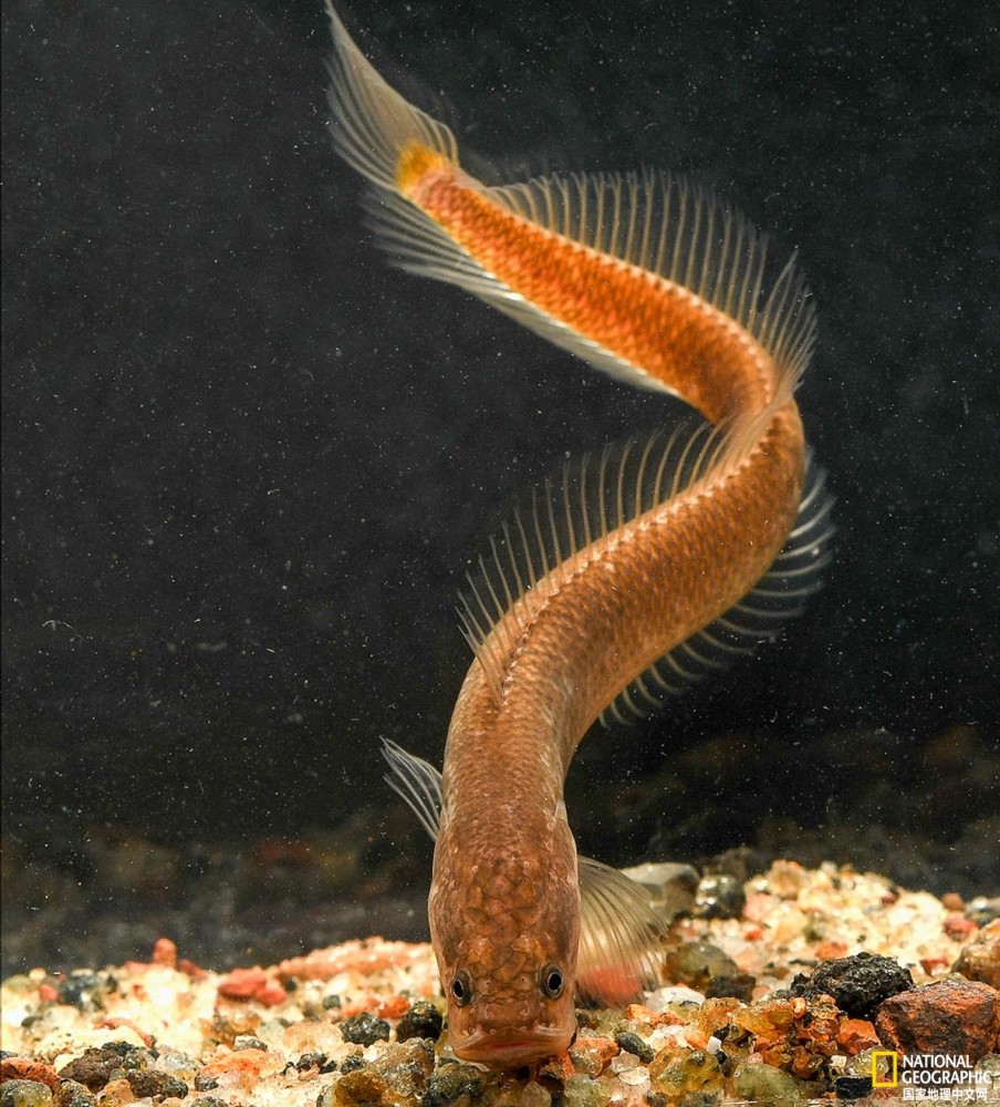 印度|科学家在印度发现怪异的地下鱼类，得名于《指环王》中的角色
