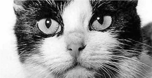 太空|57年前法国人往太空发射了一只猫，在宇宙俯视人类