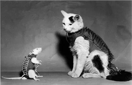 太空|57年前法国人往太空发射了一只猫，在宇宙俯视人类