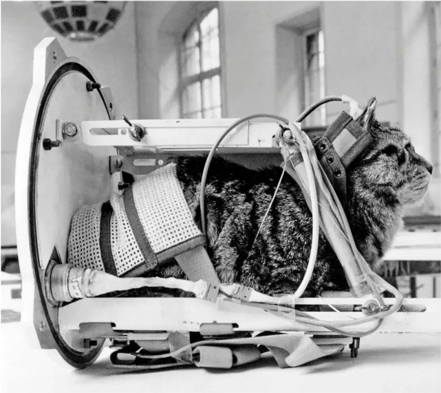 太空|57年前法国人往太空发射了一只猫，在宇宙俯视人类