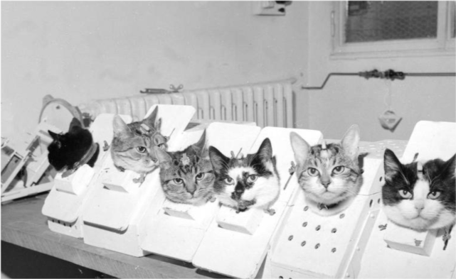 太空|57年前法国人往太空发射了一只猫，在宇宙俯视人类