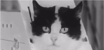 太空|57年前法国人往太空发射了一只猫，在宇宙俯视人类