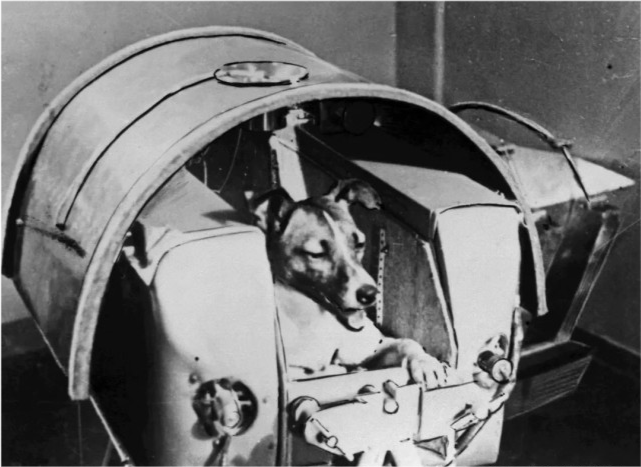 太空|57年前法国人往太空发射了一只猫，在宇宙俯视人类