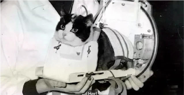 太空|57年前法国人往太空发射了一只猫，在宇宙俯视人类