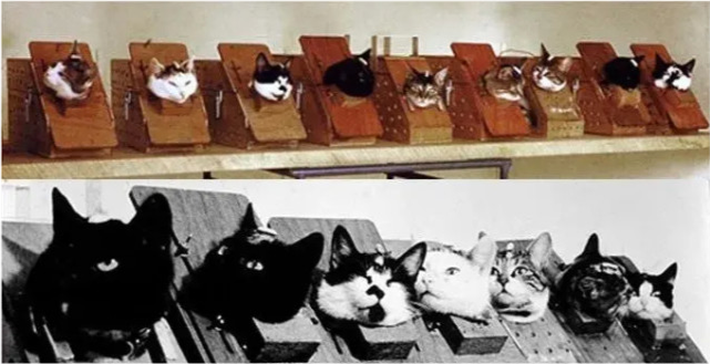 太空|57年前法国人往太空发射了一只猫，在宇宙俯视人类