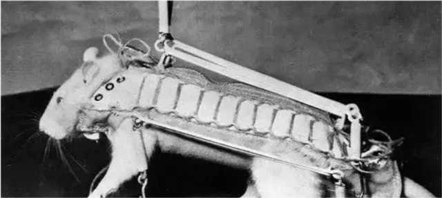 太空|57年前法国人往太空发射了一只猫，在宇宙俯视人类