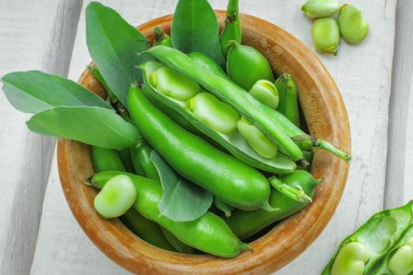 小小的一粒蚕豆竟然比核桃还要补脑快给家里考生备点