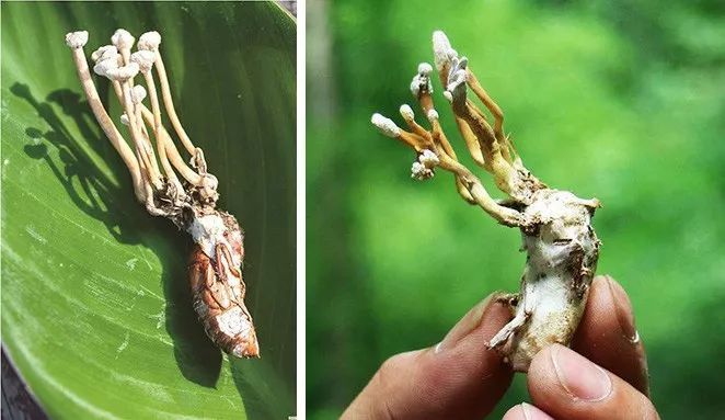 地标专栏│中药界的漳州金蝉花程溪金蝉