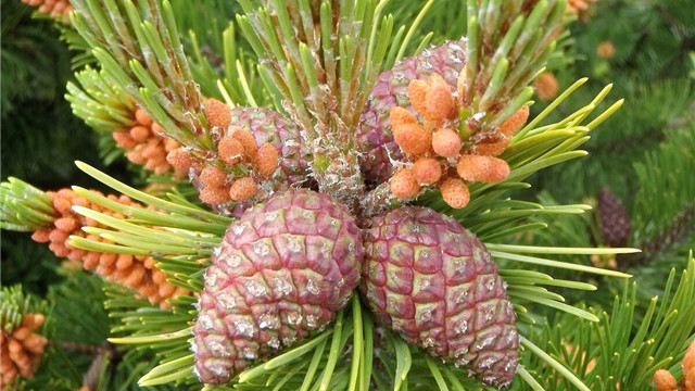 狒狒|24个冷知识：真实存在于世界，或许看过多遍都不大相信