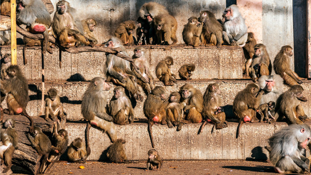 狒狒|24个冷知识：真实存在于世界，或许看过多遍都不大相信