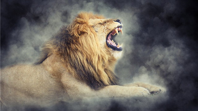 狒狒|24个冷知识：真实存在于世界，或许看过多遍都不大相信