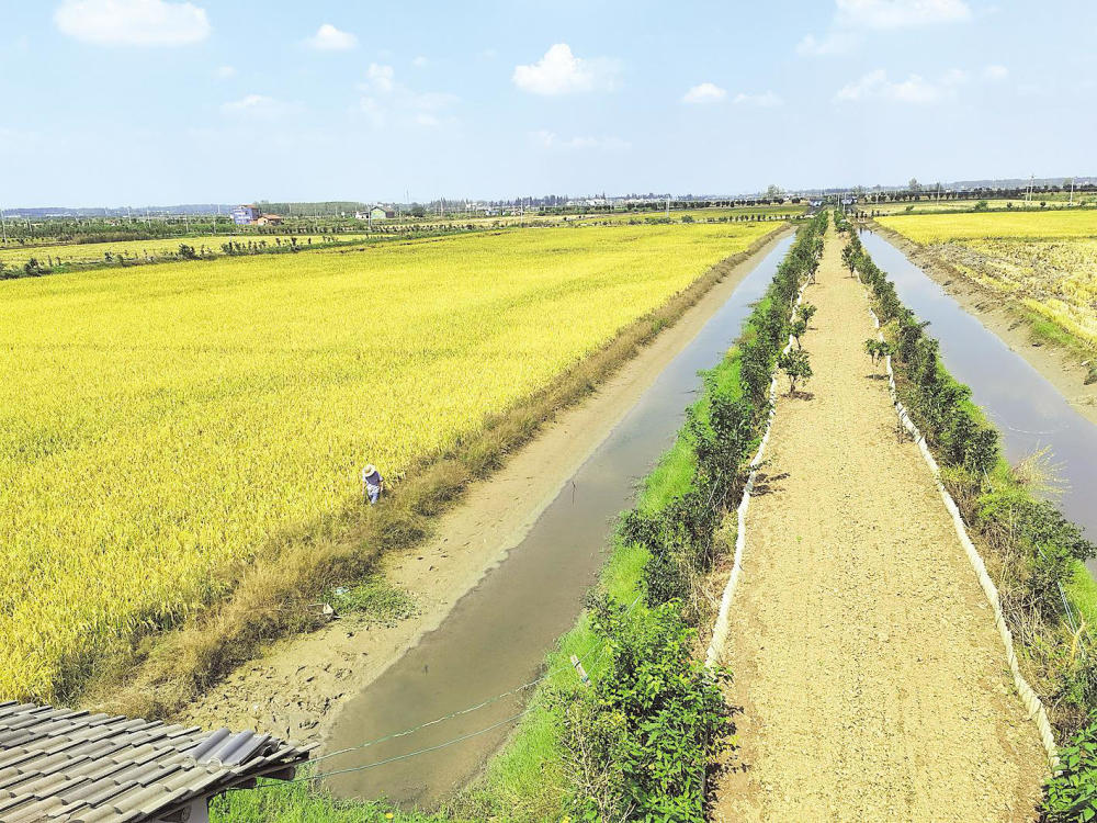 潜江虾稻产业推进全链标准化