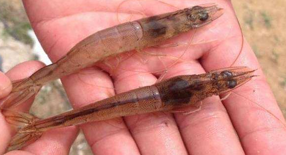 冲绳县|日本传来一个坏消息，这种传染病首次出现，30天内死亡近10万只虾