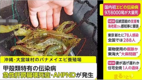冲绳县|日本传来一个坏消息，这种传染病首次出现，30天内死亡近10万只虾
