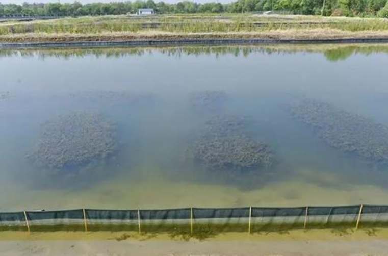 冲绳县|日本传来一个坏消息，这种传染病首次出现，30天内死亡近10万只虾